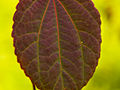 Cercidyphyllum japonicum IMG_5909 Grujecznik japoński